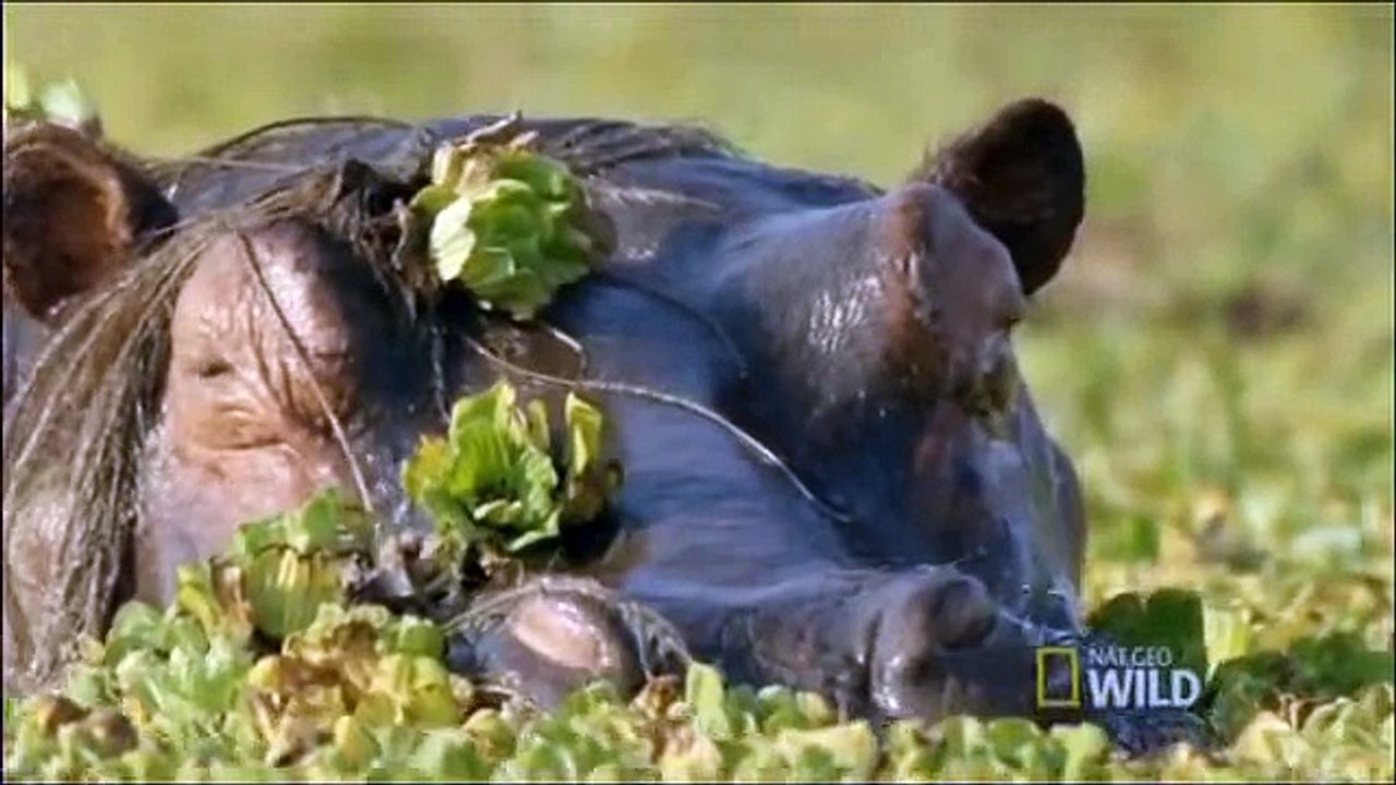 Caçadores Africanos   O Último Combate