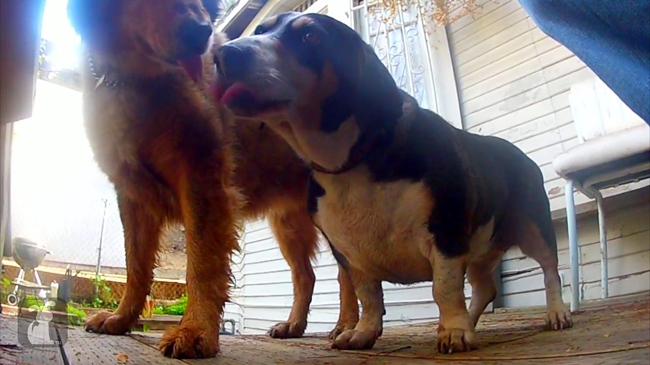 Dogs in Love - Dogs at Play