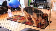 Dog Training Tutorial: Greeting Visitors Calmly!