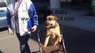 Dog Walks Baby in a Stroller | Sit Means Sit Dog Training