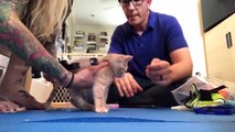 Caring for a Paralyzed Kitten, Chloe (UPDATE!)