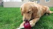 Sammie Eats Giant Chupa Chups Lollipops & Ice Cream - Golden Retriever Puppy | Playtime Fun Vlog