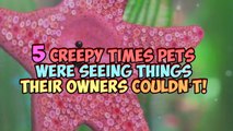 5 Creepy Times Pets Were Seeing Things Their Owners Couldn’t!