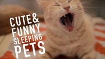 Cute & Funny Sleeping Pets | Bertie, Elizabeth, John & Potassium