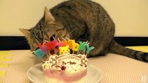 Cat's Eating Birthday Cake for Pet  ペット用ケーキを食べる猫