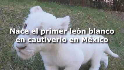 Nace el primer león blanco en cautiverio en México