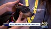 ASU receives grant for canine cancer research