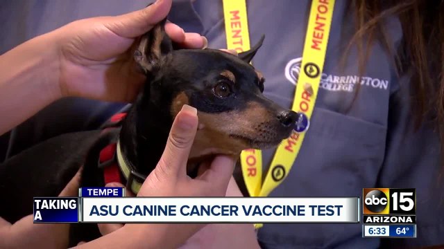 ASU receives grant for canine cancer research