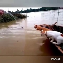 Phòng khám đa khoa Đại Đông - Funny cats 28