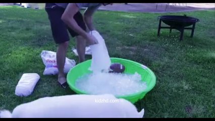 Best Funny Cats Dogs Videos 17 | 最高のおもしろビデオ最高の面白い猫の動画 17 try not to laugh challenge or grin,