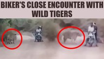 Indian biker's close encounter with wild tigers caught on camera, Watch | Oneindia News