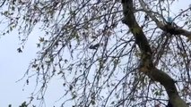 Ağaçtaki İpe Dolanan Güvercini İtfaiye Ekipleri Kurtardı