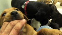 Rescued momma dog & puppies at the vet's office