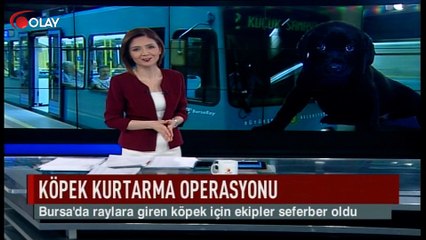 Köpek kurtarma operasyonu