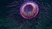Une méduse très rare et magnifique filmée au large de la basse californie