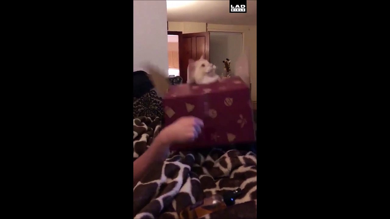 Un jack-in-the-box plus vrai que nature... Normal! C'est un vrai chat