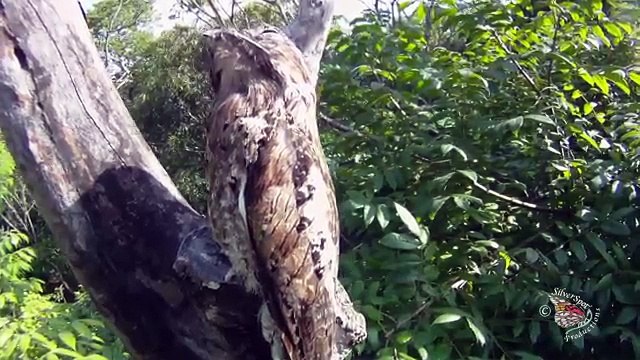 L'Ibijau est sans aucun doute, l'oiseau le plus étrange du monde