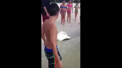 Assistez à la naissance de bébés raies après que leur mère ait été pêchée