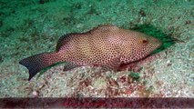 طريقة صيد سمك الهامور او Greasy grouper او Epinephelus tauvina