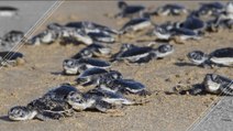 Green Sea Turtles Closer To Extinction