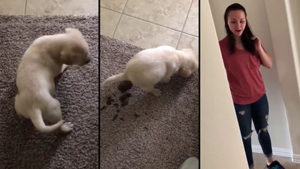 Il offre un chiot à sa copine..