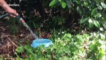 Homeowner gives thirsty koala a drink during heatwave