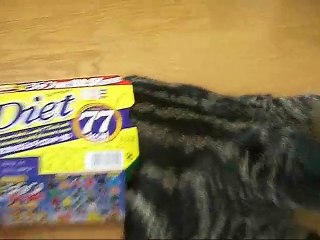 Twitterツイッターで話題の動画特訓するねこ。