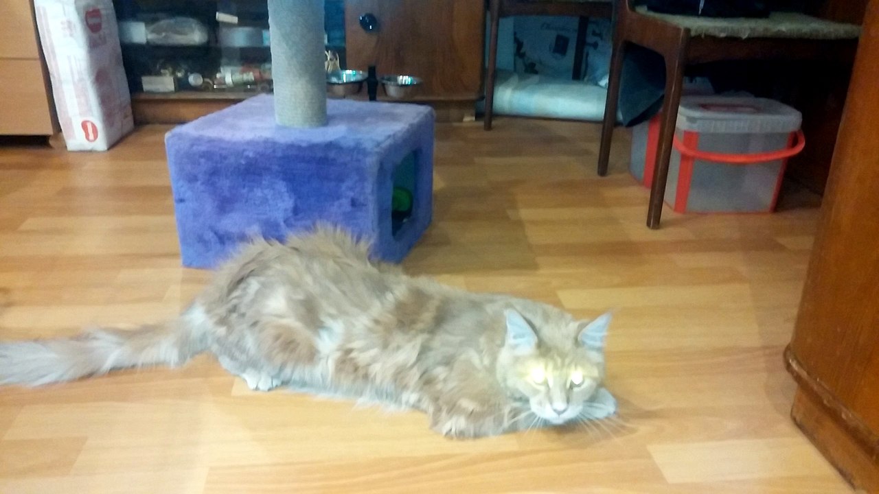 maine coon and tincture of valerian