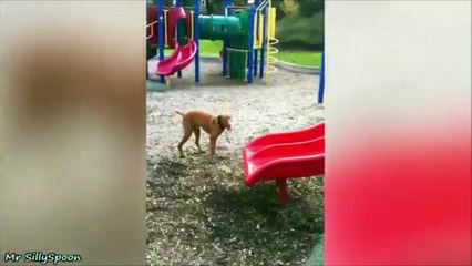 Animal Fails!!  Crazy, Funny Pet/Animal Fails!