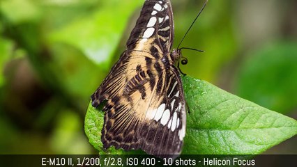 Olympus OM-D E-M1 - Firmware 4 (Focus Stacking, Focus Bracketing and more)