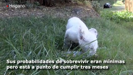 Nace en México el "cachorro milagro", un león blanco nacido en cautiverio