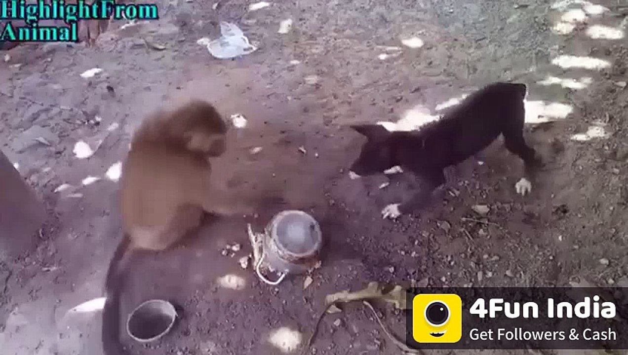 funny animal fight u must watch