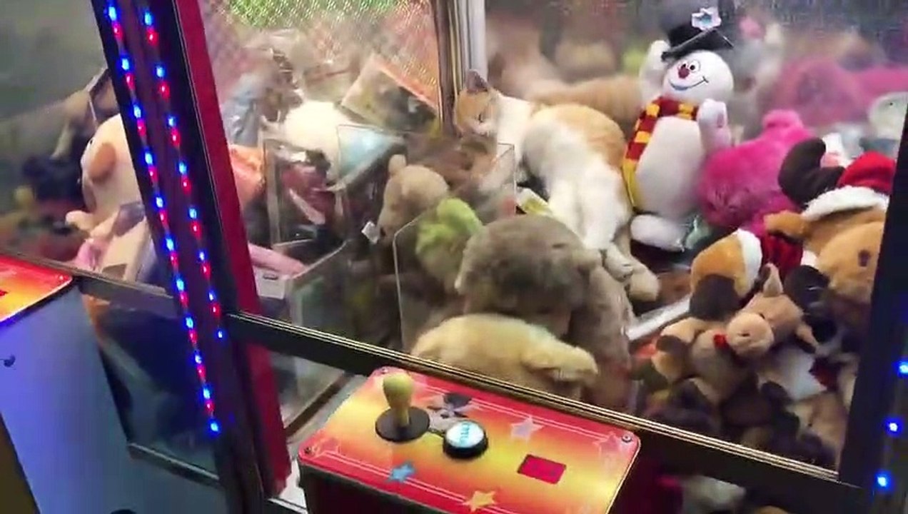 Étonnant : gagner un chat dans une machine !