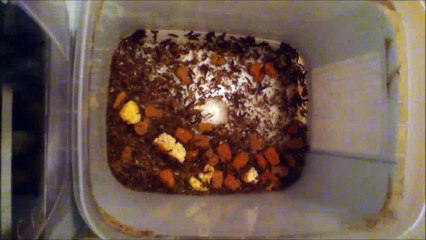 Dermestids-attagenus Unicolor #424