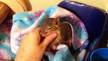My pet squirrel, Sandy. Snuggling, biting, playing, licking, yawning, and being generally cute.