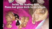 Homeless Kittens Born At Mall Loading Dock Rescued With Mother