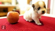 2 Week Old Pomeranian Puppies As Small As Apples! - Puppy Love