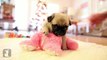 Cutest Pug Puppy Meets Stuffed Animal - Puppy Love