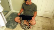 Khira the Spotted Genet Exotic Pet Playing with Her Owner