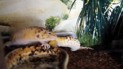 LEOPARD GECKO LAYS TWO MASSIVE EGGS!
