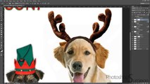 PETS in funny HOLIDAY HATS!