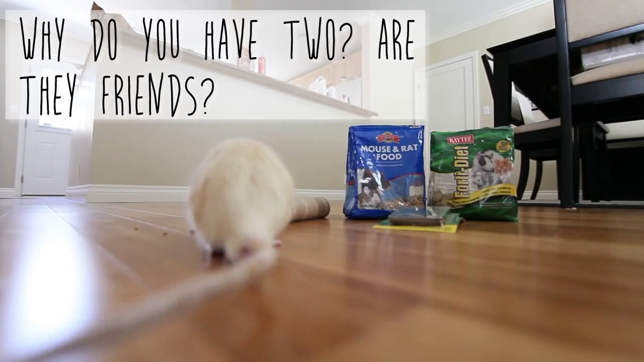 Pet Rats - Shredder and Master Splinter