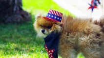 Pet Safety - 4th of July Pet Party and Summer Tips: by Petco