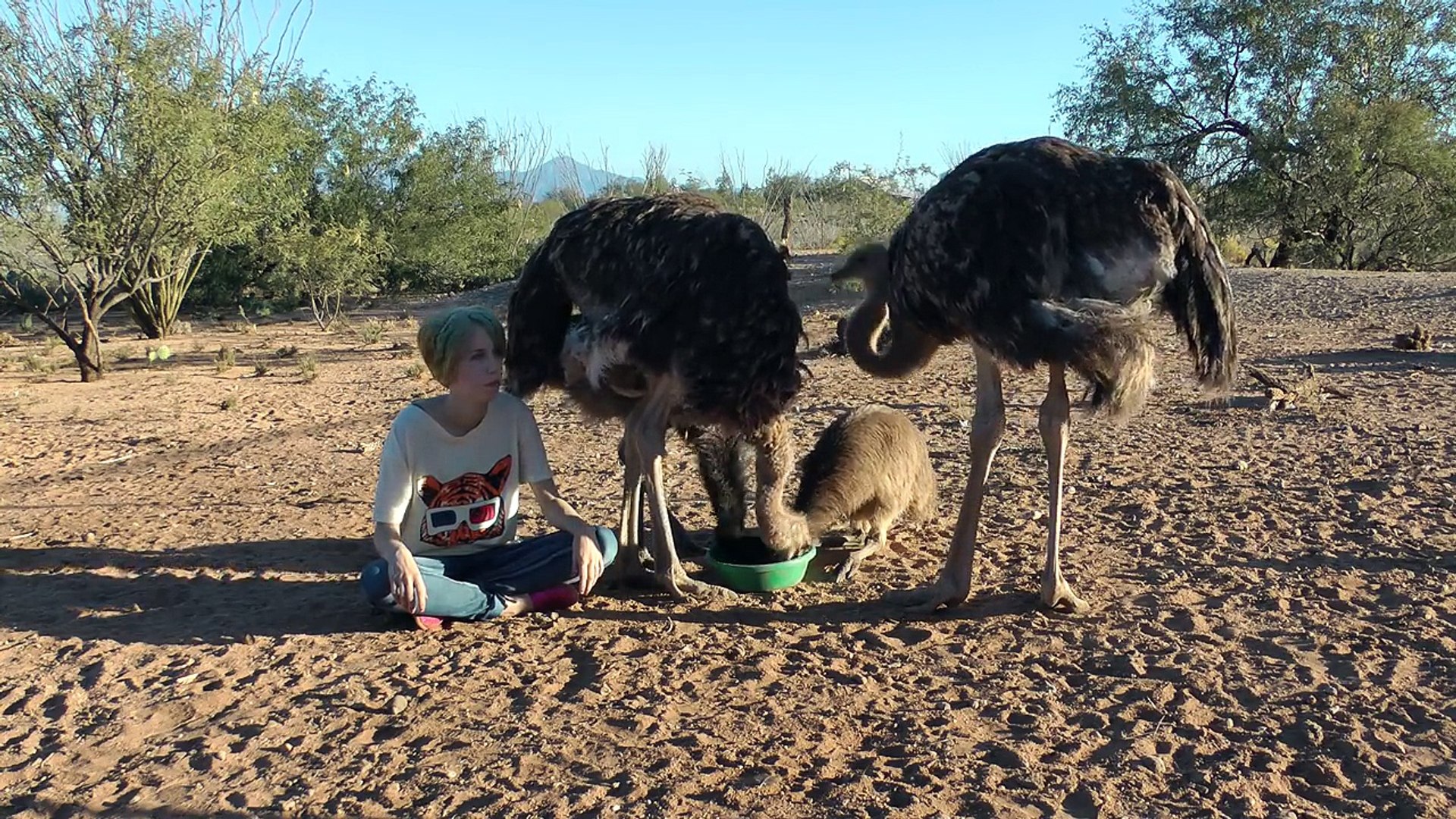 Interacting with my pet Ostriches, Emu, & Kangal dog