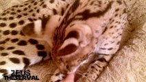 The Coolest Pet Cat - Serval and Savannah Cats Biggest Pet Cats!