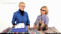 Are Rabbits Low-Maintenance Pets? | Pet Rabbits