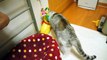 #37　猫のスゴイ記憶力　|　うにの「うにっき動画」