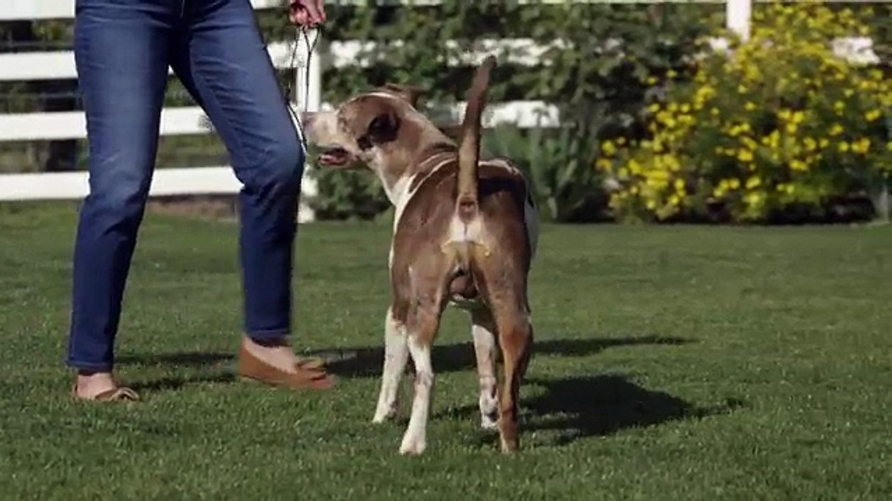 THE AMAZING LOUISIANA CATAHOULA LEOPARD DOG