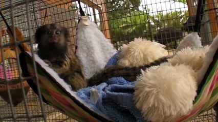 Baby Pet Marmoset Monkey Playing