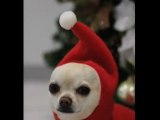 クリスマス チワワ: Merry Christmas from Chihuahua